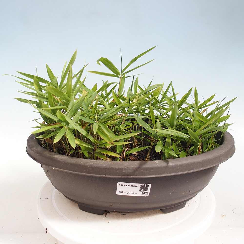 Bonsai voor buiten - Pleioblastus argenteostriatus f.pumilus - Dwergbamboe