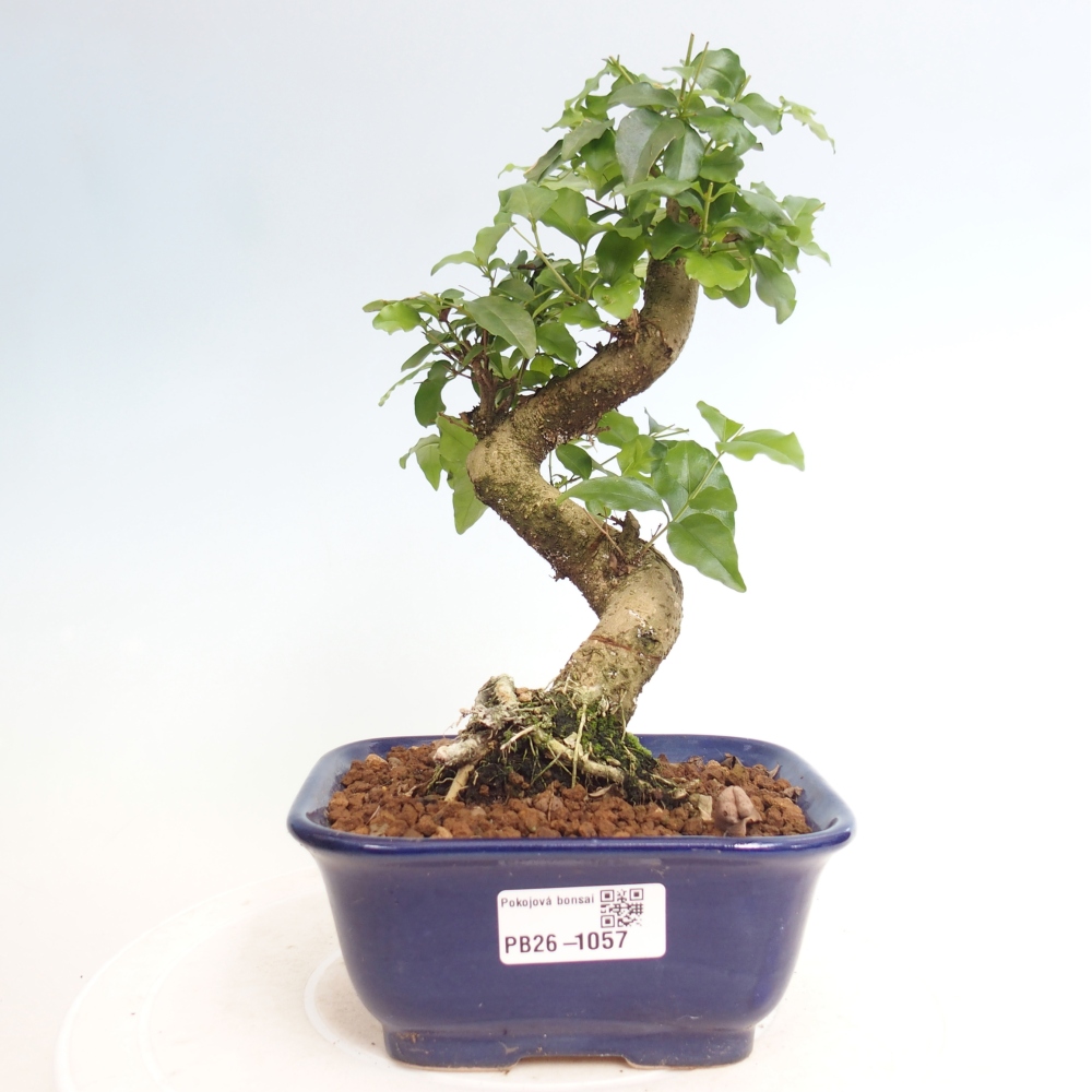 Kamerbonsai -Ligustrum chinensis - Vogelsnavel