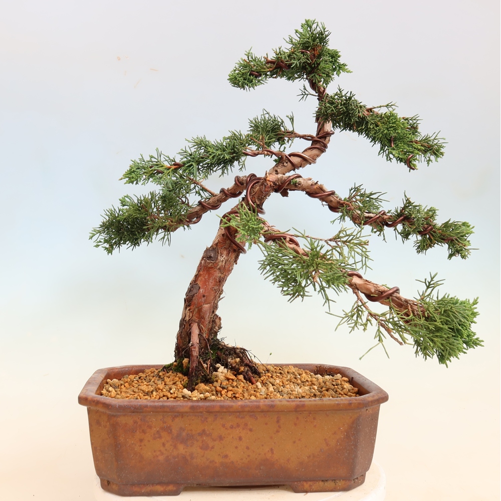 Bonsai voor buiten - Juniperus chinensis Kishu