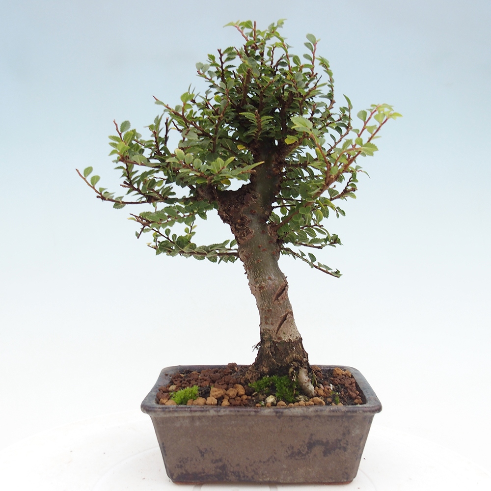 Bonsai voor buiten - Ulmus parvifolia Hokkaido - Chinese iep