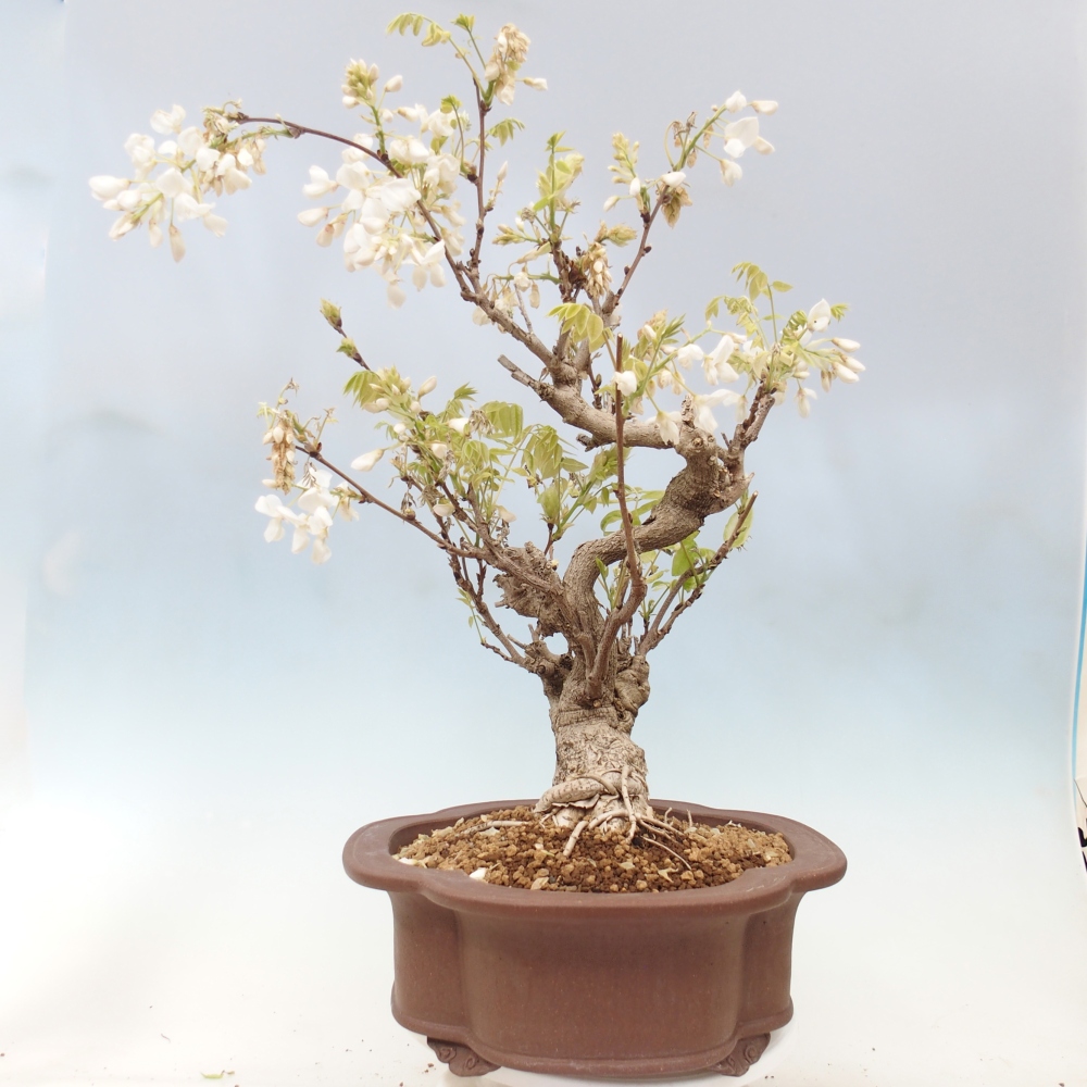 Bonsai voor buiten - Vistaria - Wisteria