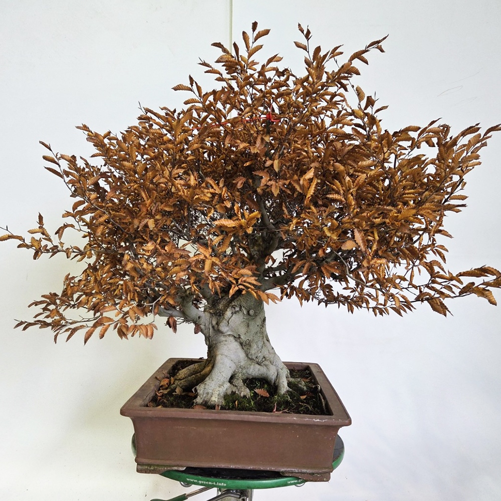 Bonsai voor buiten - Fagus crenata