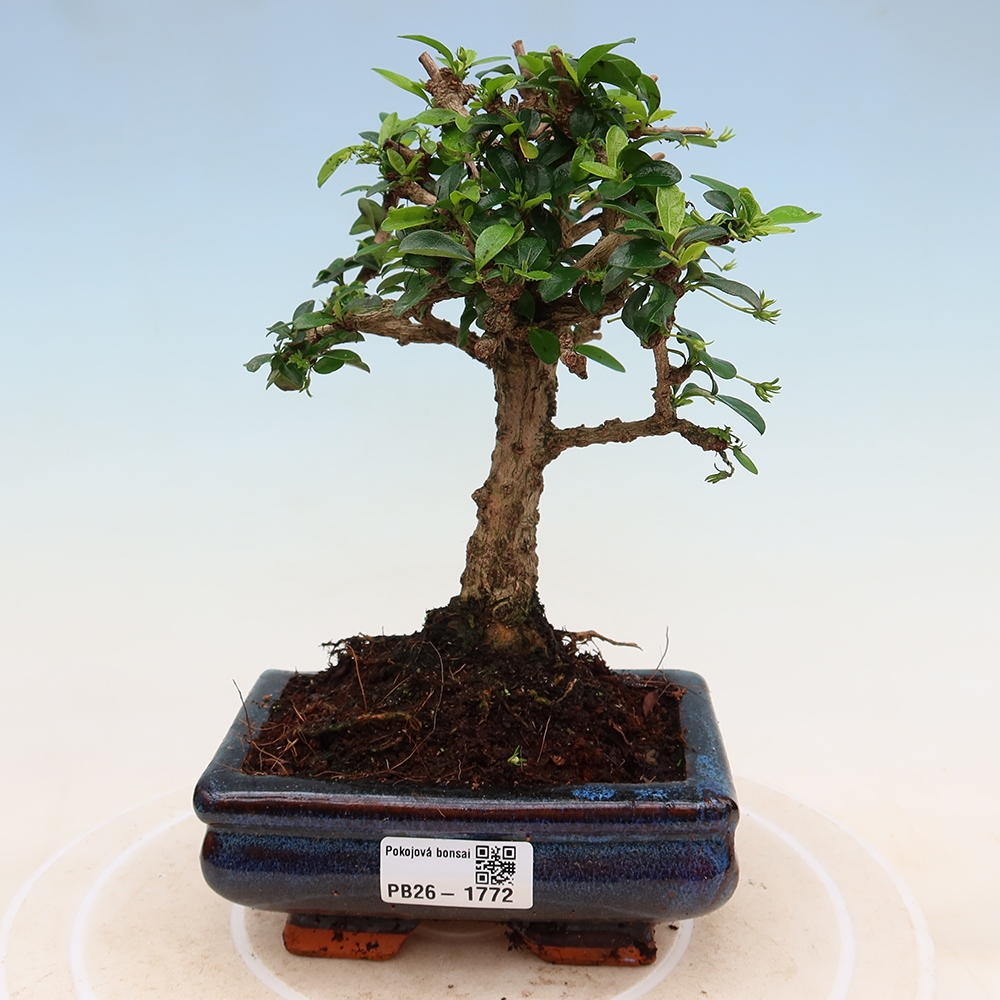 Kamerbonsai - Carmona macrophylla - Thee fuki