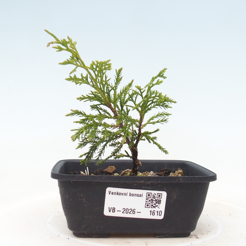 Bonsai voor buiten - Juniperus chinensis Itoigawa