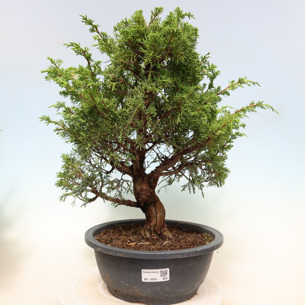 Bonsai voor buiten - Juniperus chinensis Itoigawa-Juniperus chinensis