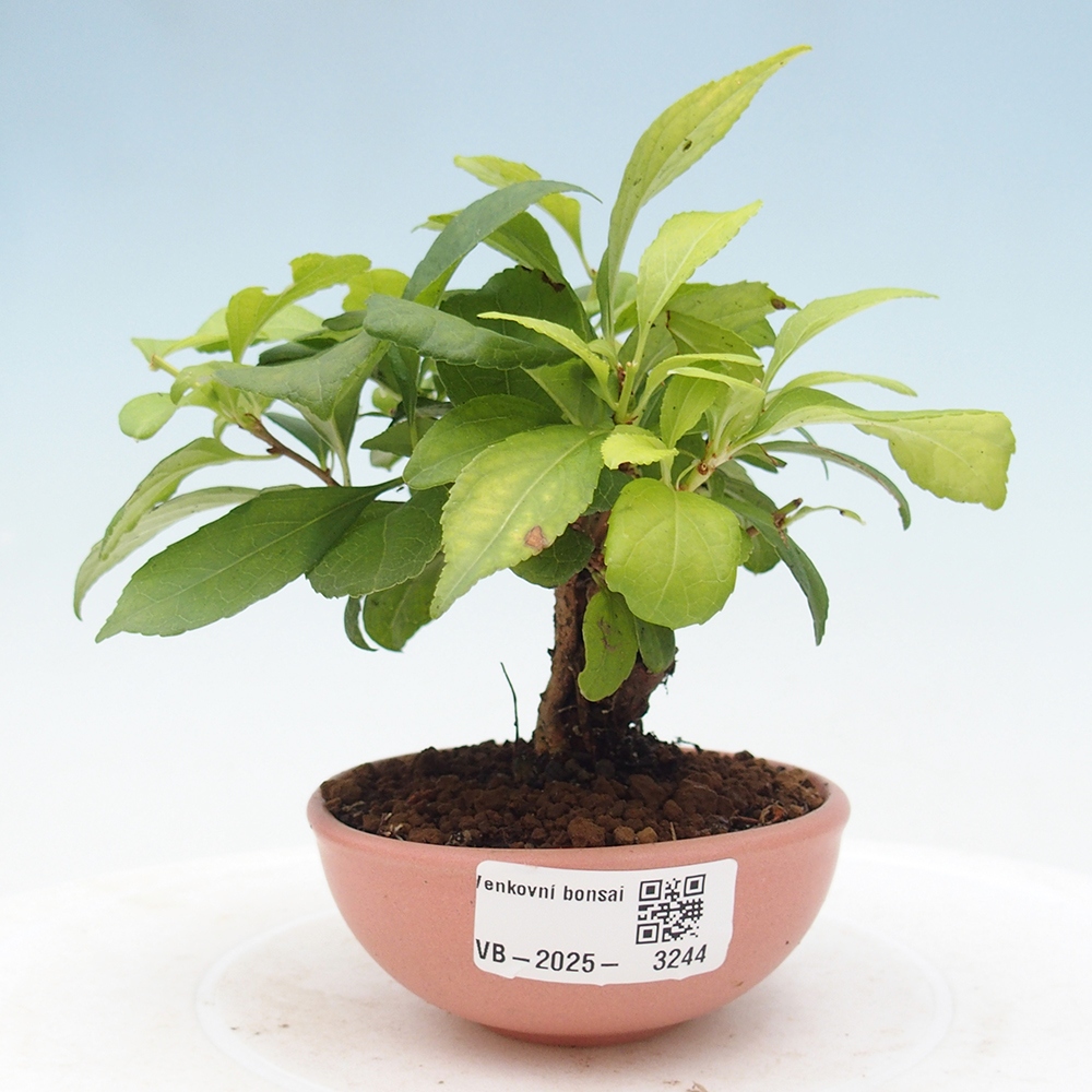 Bonsai voor buiten - Celastrus orbiculatus