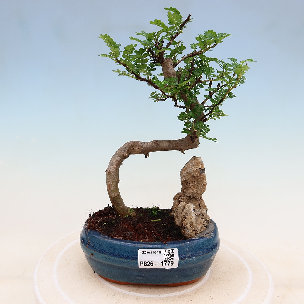 Kamerbonsai - Zantoxylum piperitum - peperboom