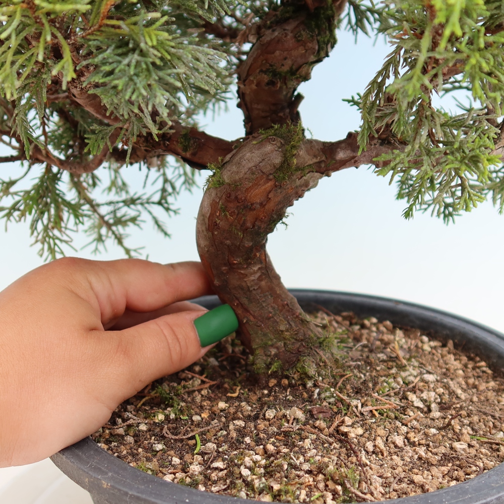 Bonsai voor buiten - Juniperus chinensis Itoigawa-Juniperus chinensis