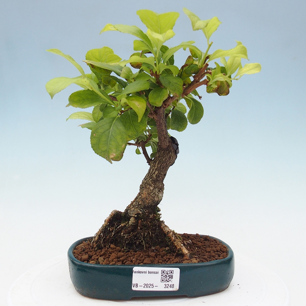 Bonsai voor buiten - Celastrus orbiculatus