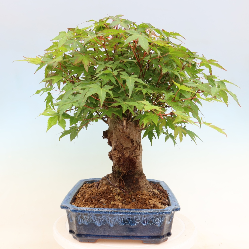 Bonsai voor buiten - Esdoorn Burger - Acer Burgerianum