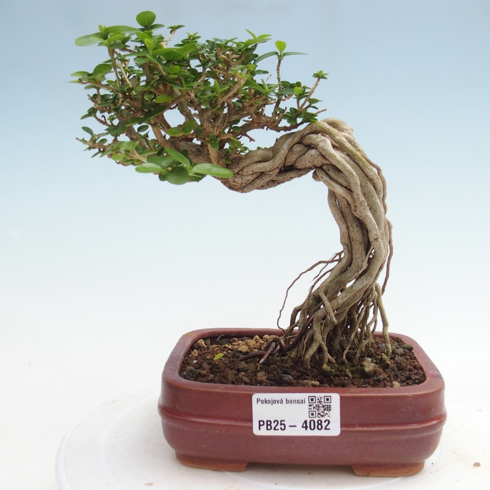 Bonsai voor binnen - Premna serratifolia - Kozlovna malolista