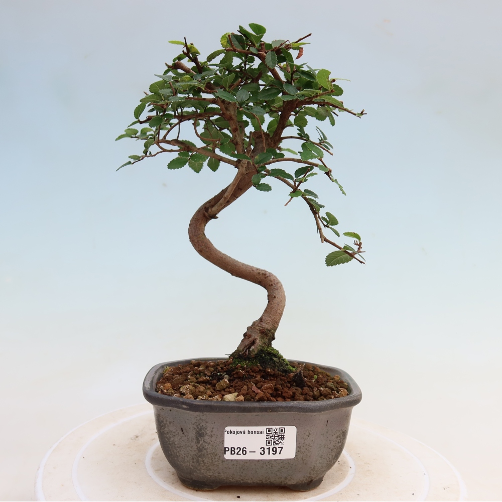 Kamerbonsai - Ulmus parvifolia - Winteriep
