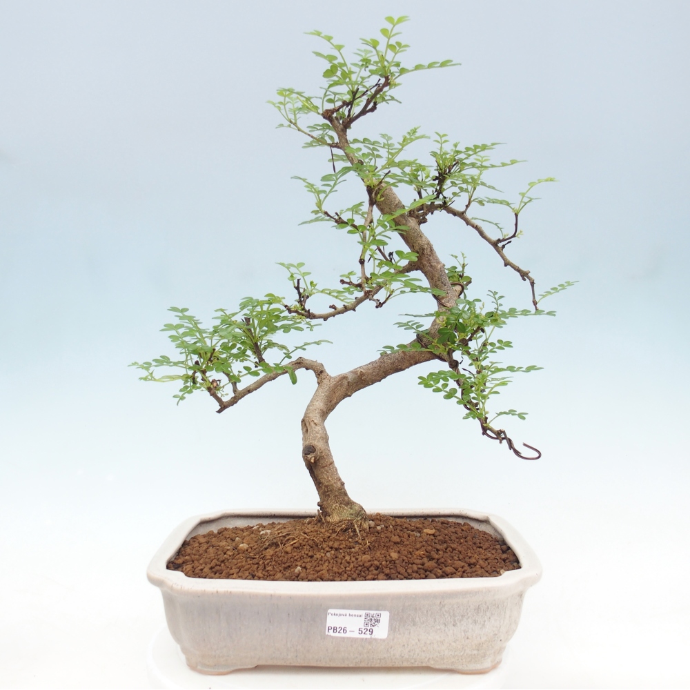 Kamerbonsai - Zantoxylum piperitum - peperboom