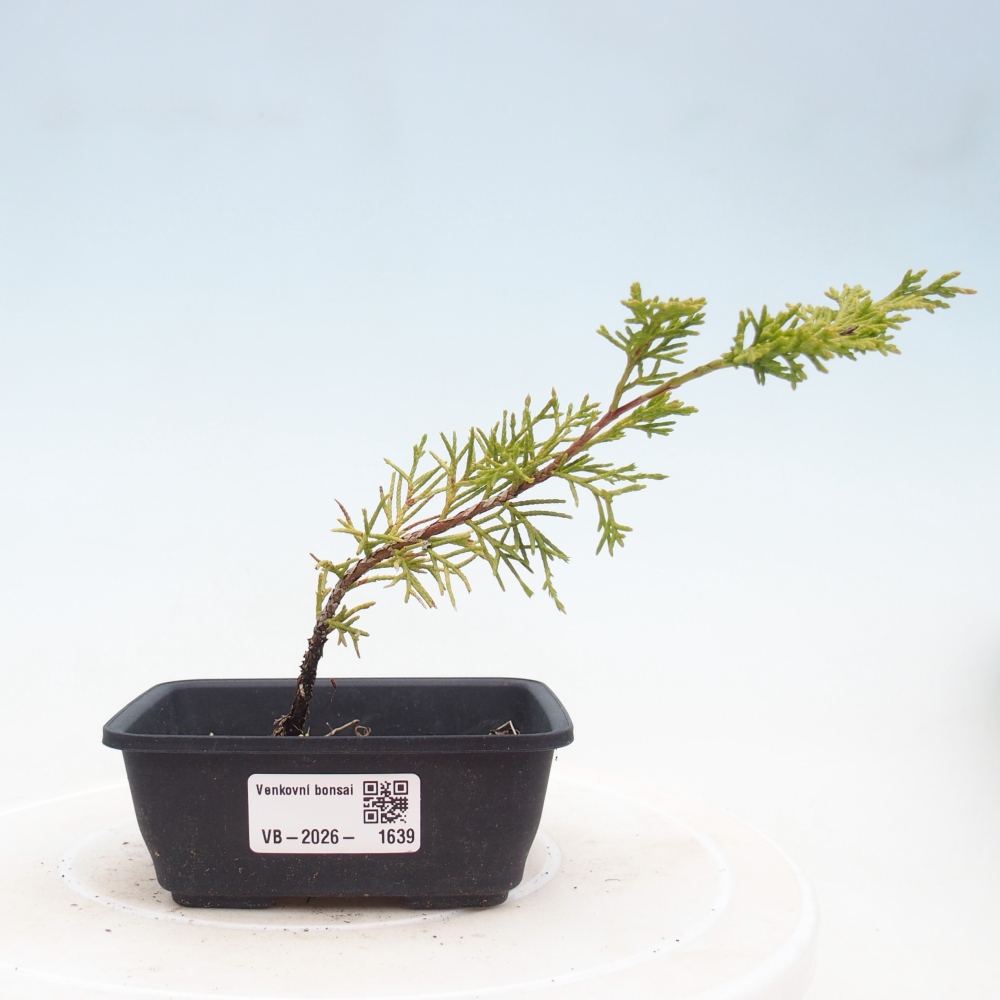 Bonsai voor buiten - Juniperus chinensis Itoigawa
