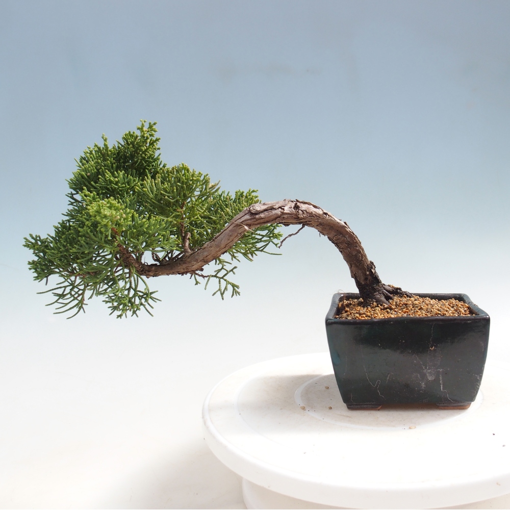 Bonsai voor buiten - Juniperus chinensis Kishu
