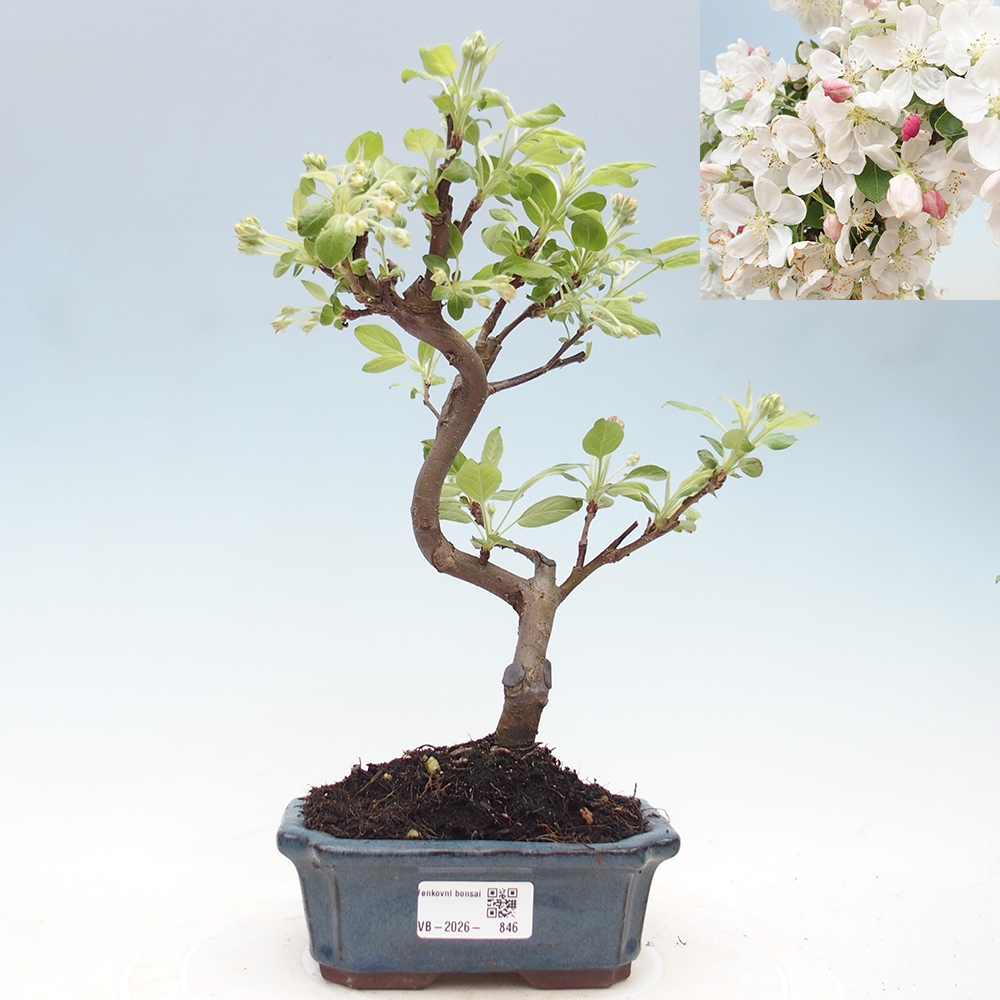 Bonsai voor buiten -Malus halliana - Appelboom met kleine vruchten