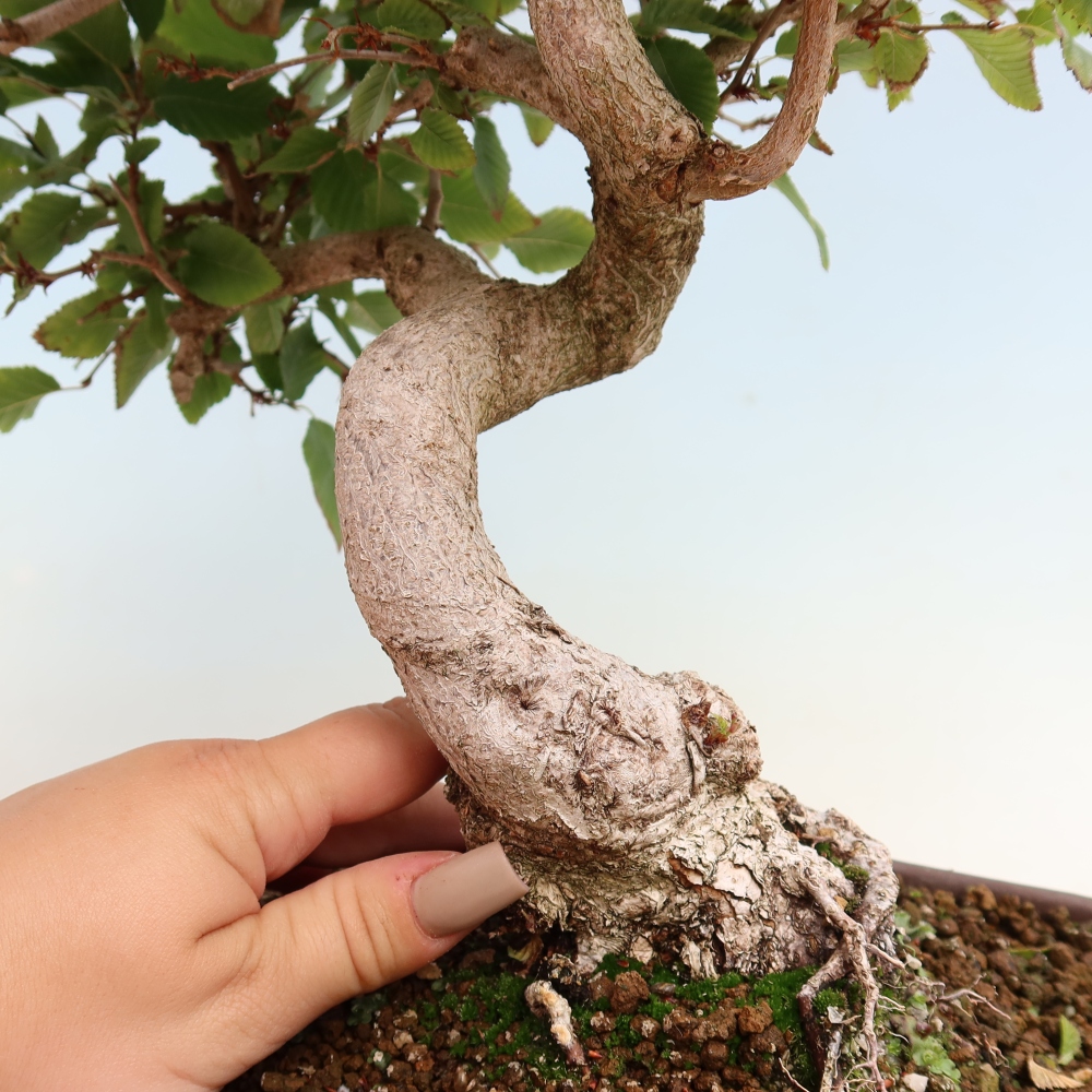 Bonsai voor buiten -Carpinus CARPINOIDES - Koreaanse haagbeuk
