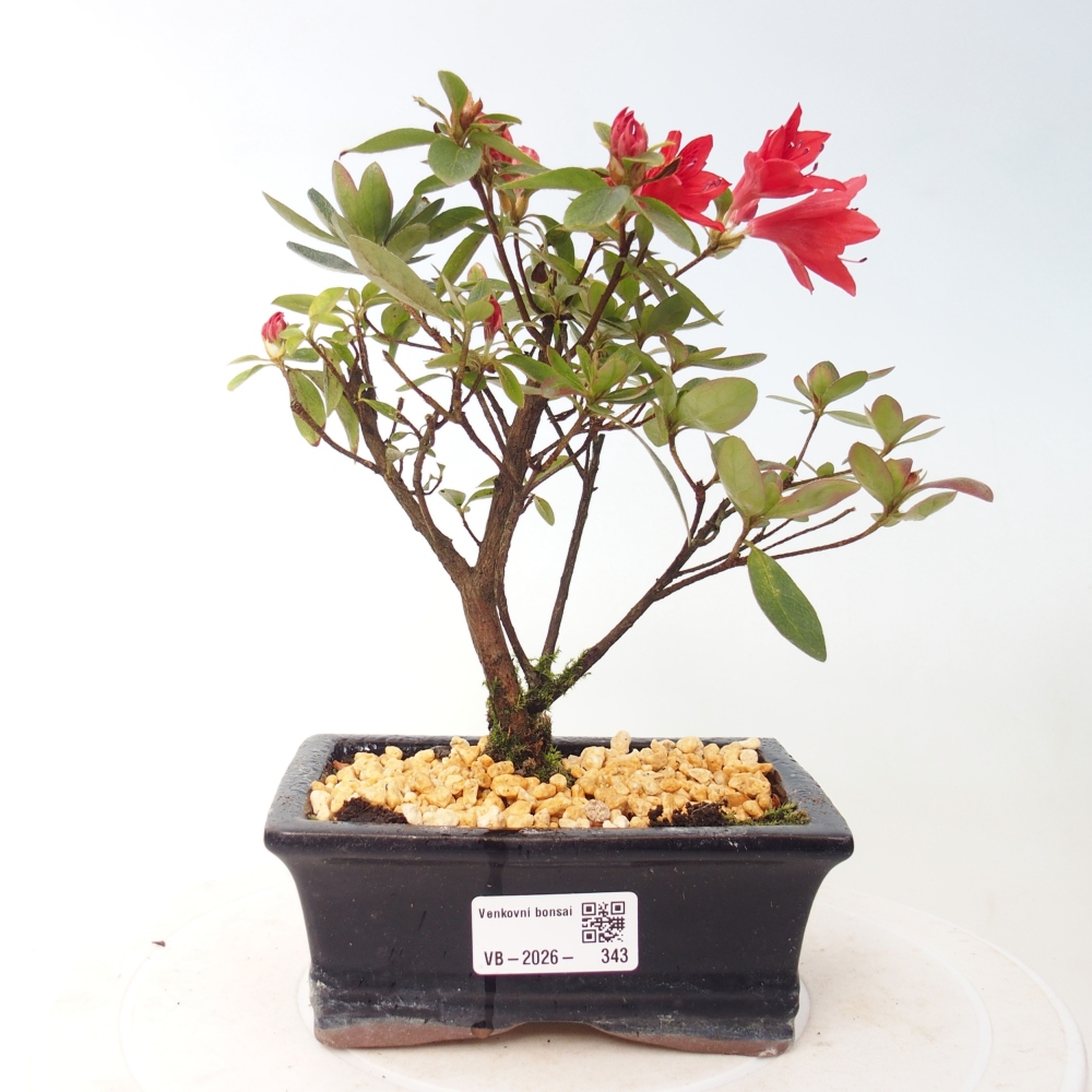 Bonsai voor buiten - Japanse azalea - Azalea sp.