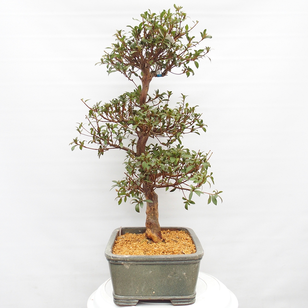 Bonsai voor buiten - Japanse Azalea - Azalea Koki