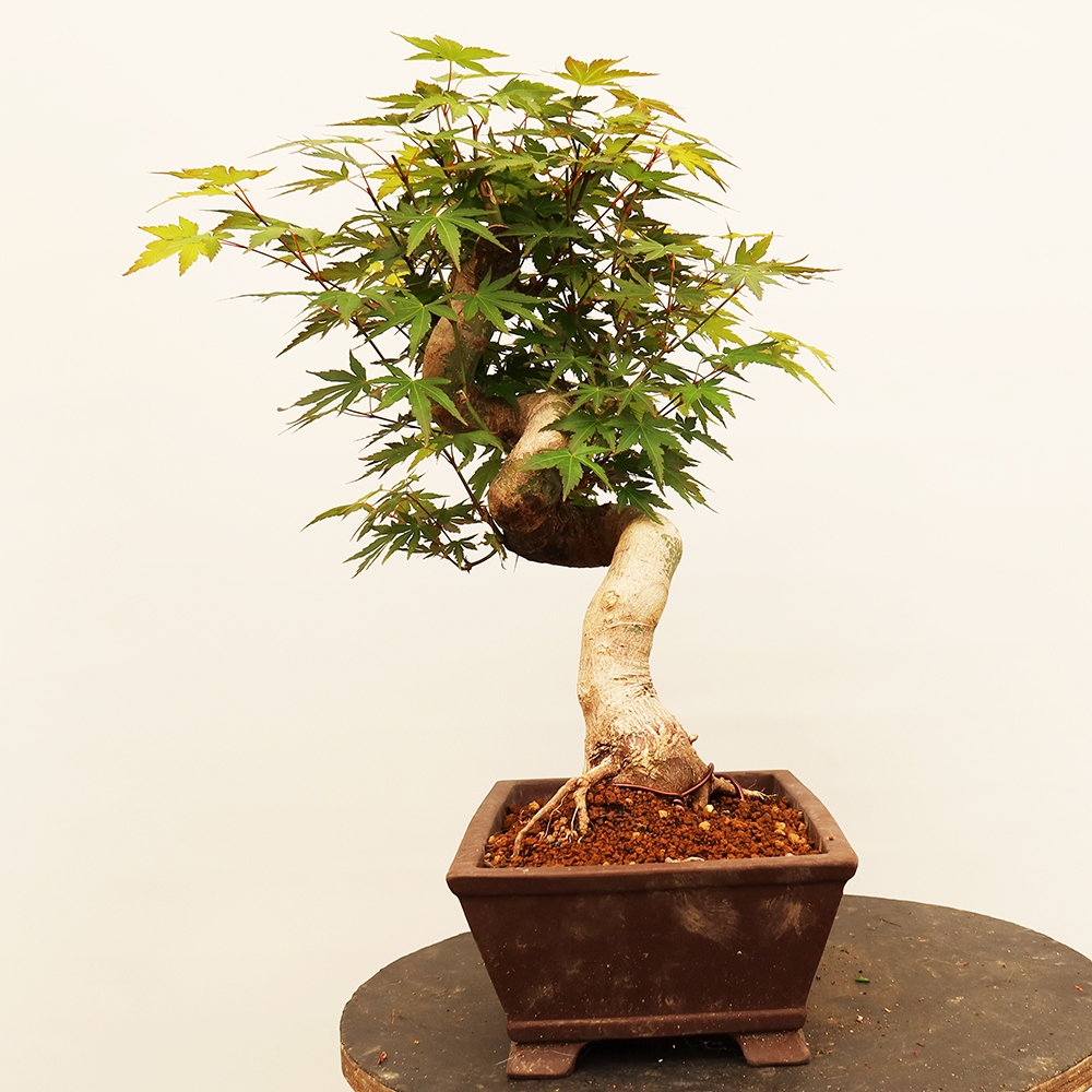 Bonsai voor buiten - Esdoorn palmatum - Palmen