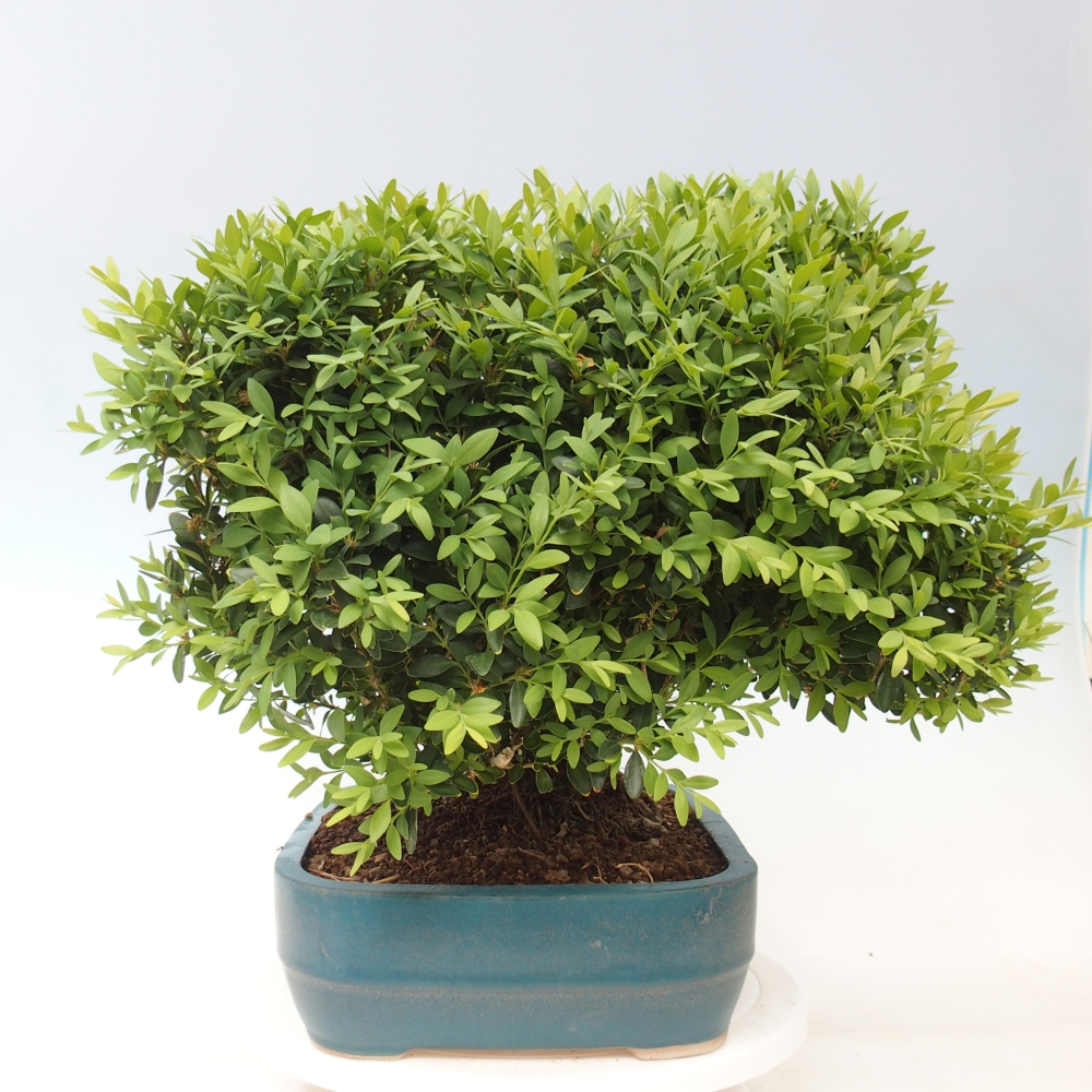 Bonsai voor buiten - Buxus sempervirens - buxus