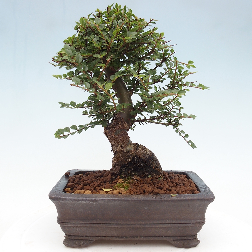 Bonsai voor buiten - Ulmus parvifolia Hokkaido - Chinese iep