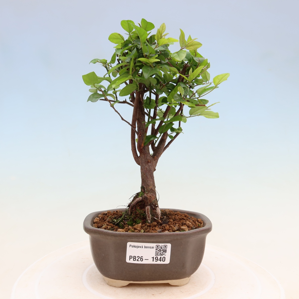 Kamerbonsai - Sageretia thea - Sageretia thea
