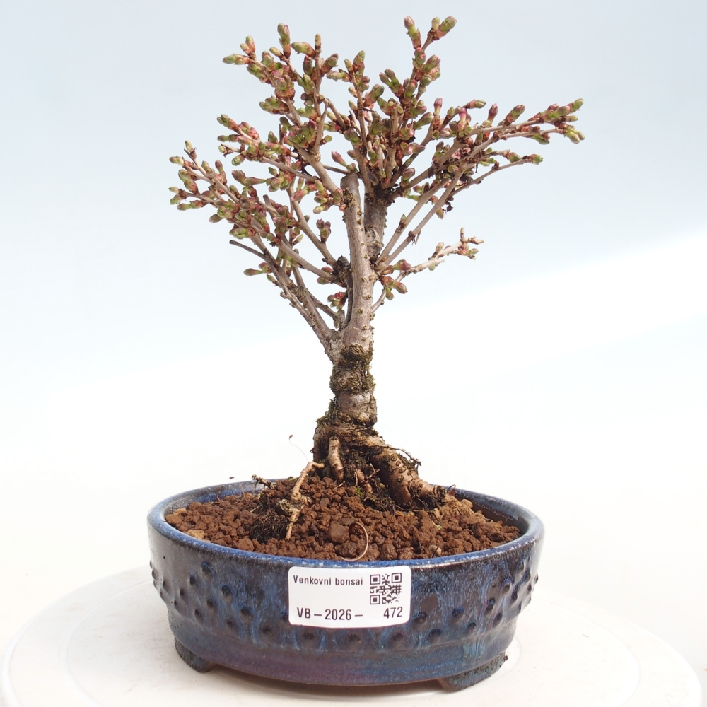 Bonsai voor buiten - Prunus incisa Kojou-no mai-Plivon uitgesneden
