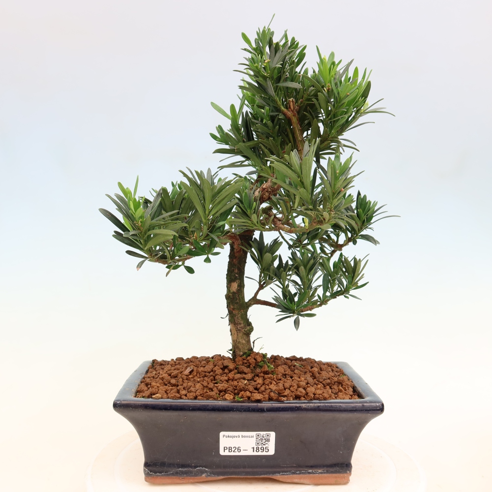 Kamerbonsai - Podocarpus - Taxus