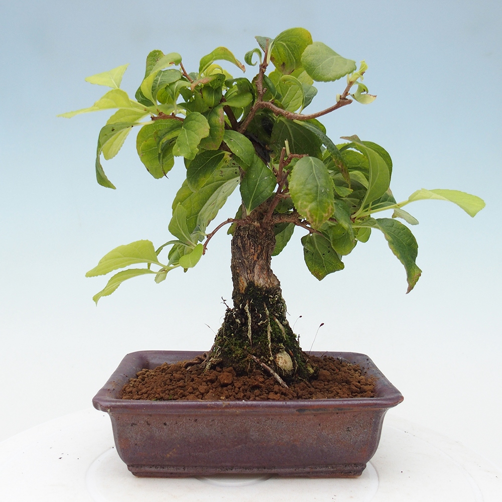 Bonsai voor buiten - Celastrus orbiculatus