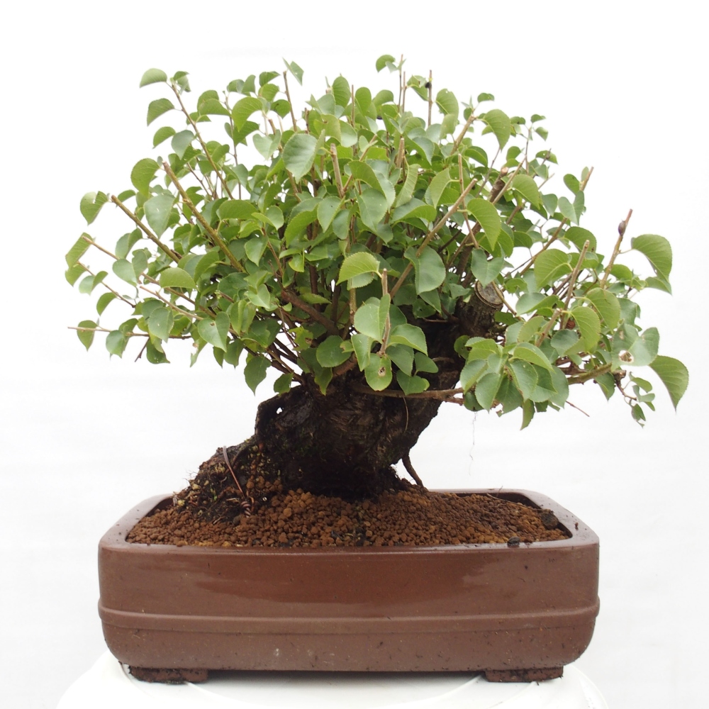 Bonsai voor buiten - Mahalebka - Prunus mahaleb