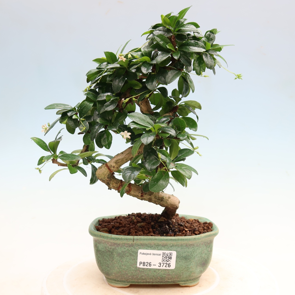 Kamerbonsai - Carmona macrophylla - Thee fuki