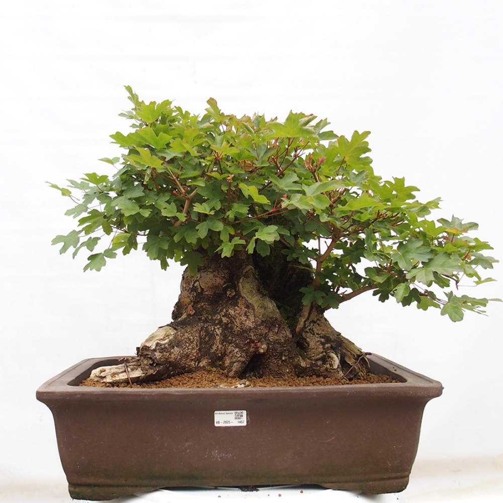 Bonsai voor buiten - Franse esdoorn - Acer Nonspessulanum