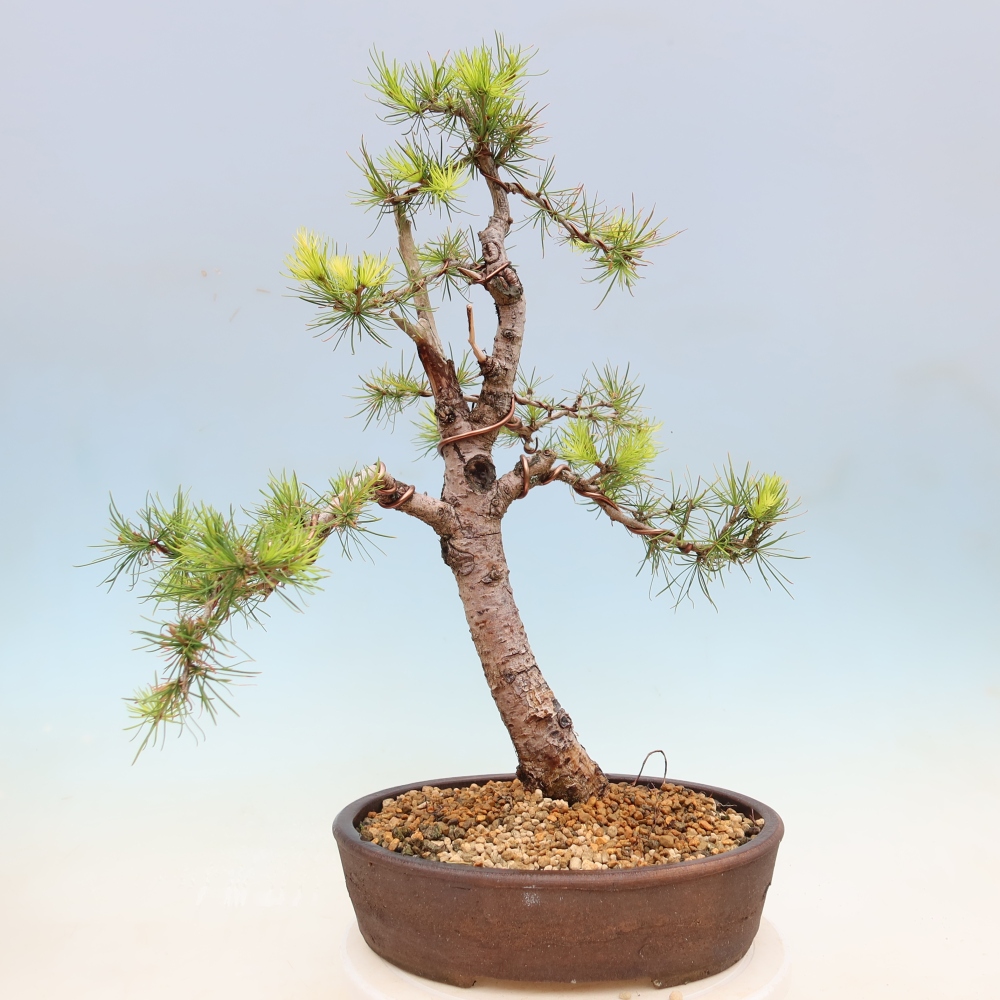 Bonsai voor buiten -Larix decidua - Lariks