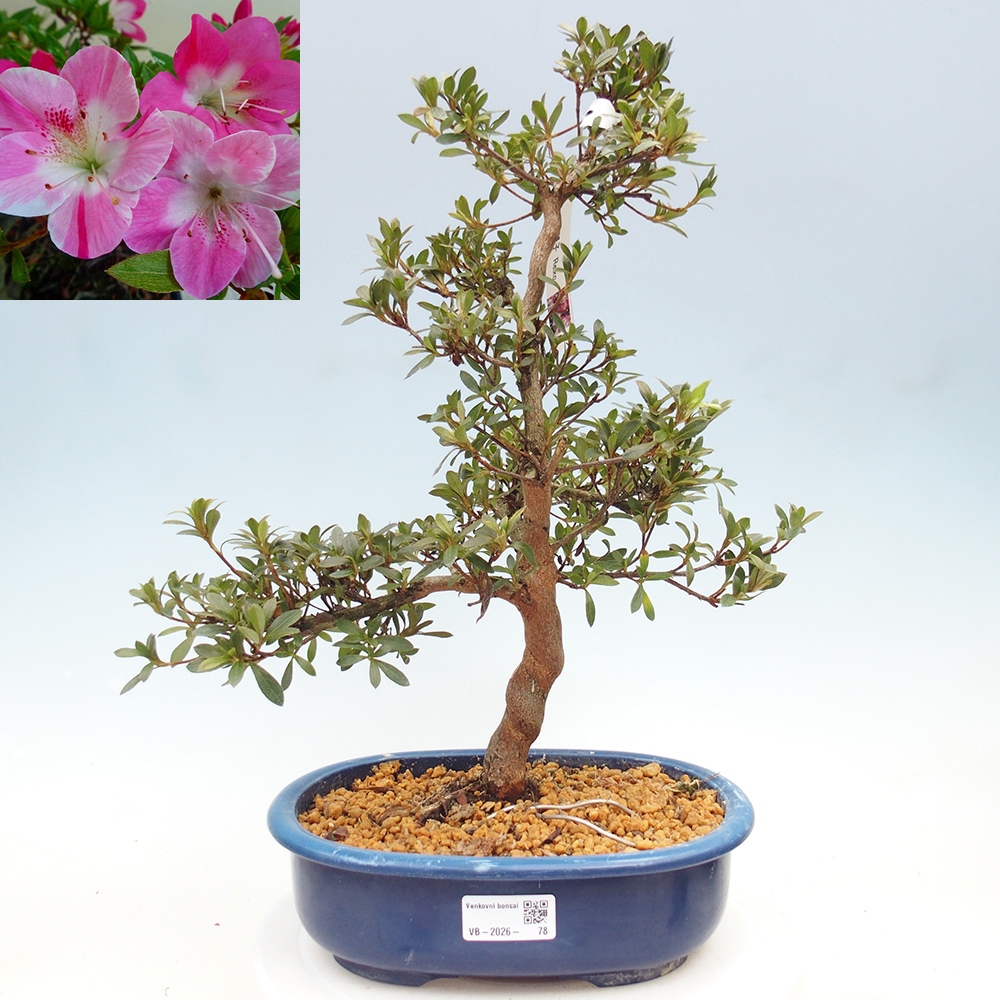 Bonsai voor buiten - Japanse Azalea - Azalea Reiko