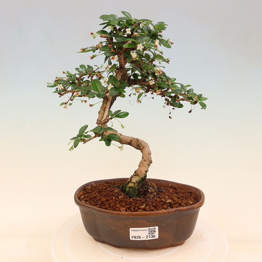 Kamerbonsai - Carmona macrophylla - Thee fuki