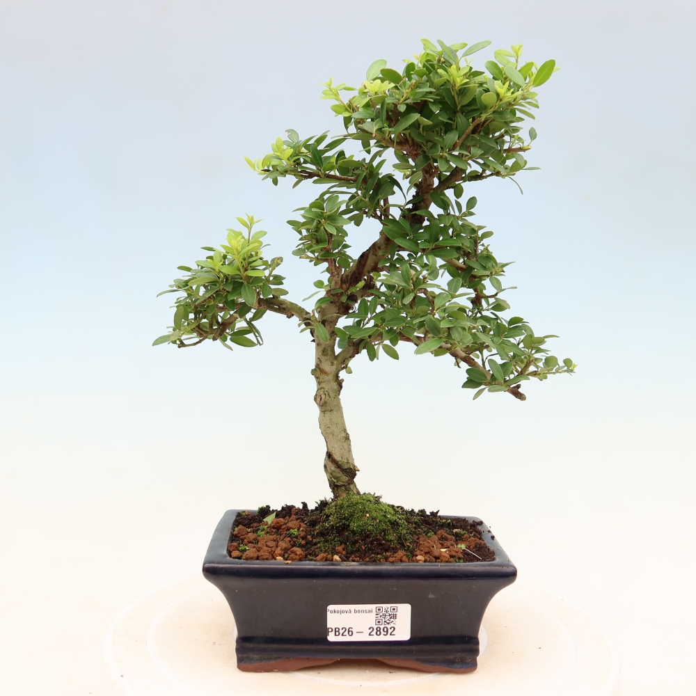 Kamerbonsai - Ilex crenata - Hulst