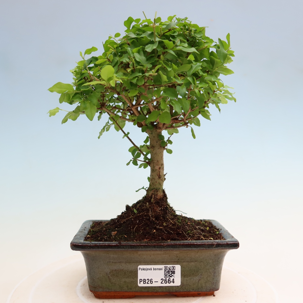 Kamerbonsai -Ligustrum chinensis - Vogelsnavel
