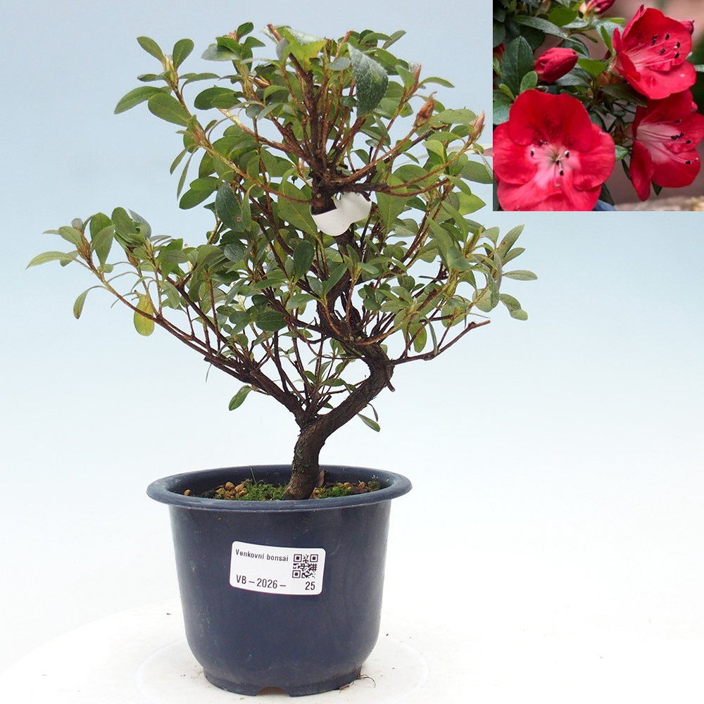 Bonsai voor buiten - Japanse Azalea - Azalea Benibeni