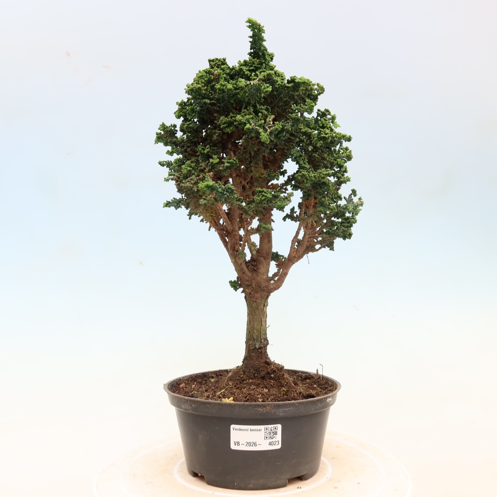 Bonsai voor buiten - Cham. obtusa SEKKA HINOKI - Cipres