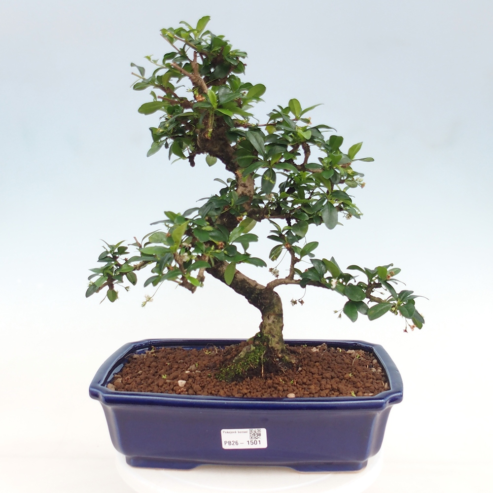 Kamerbonsai - Carmona macrophylla - Thee fuki
