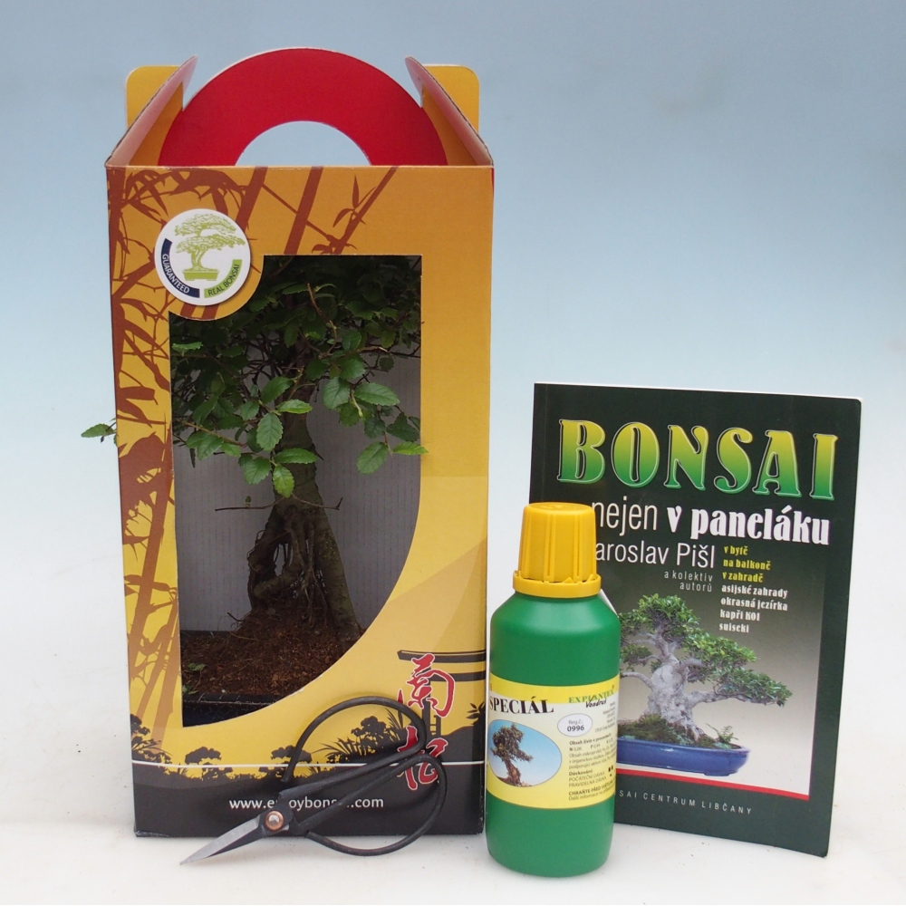 Ulmus parvifolia - Chinese iep