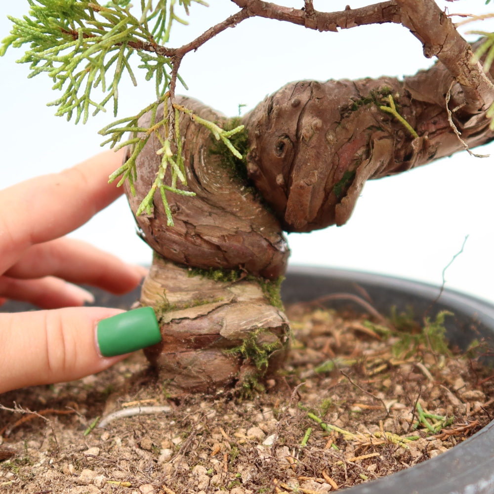 Bonsai voor buiten - Juniperus chinensis Itoigawa-Juniperus chinensis