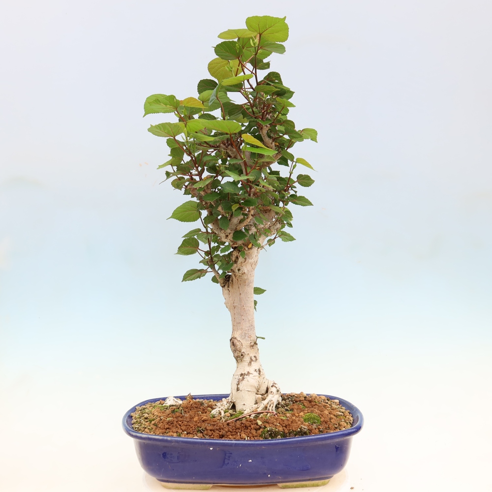 Bonsai voor binnen - Hibiscus tiliaceus - Zee Hibiscus