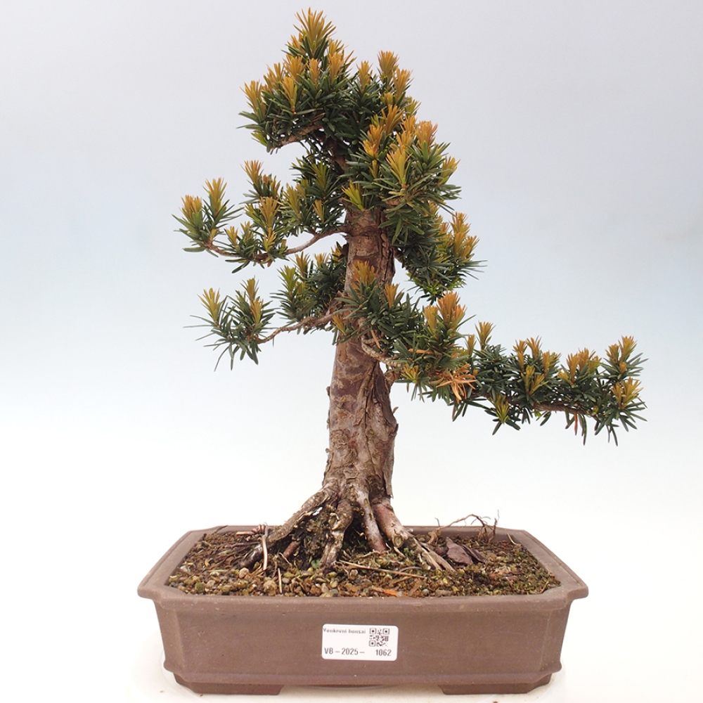Bonsai voor buiten - Taxus cuspidata - Japanse Taxus