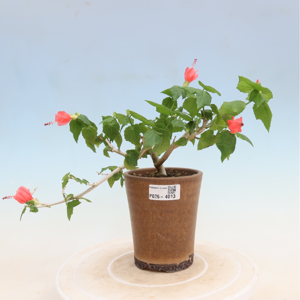 Bonsai voor binnen - Malvaviscus arboreus