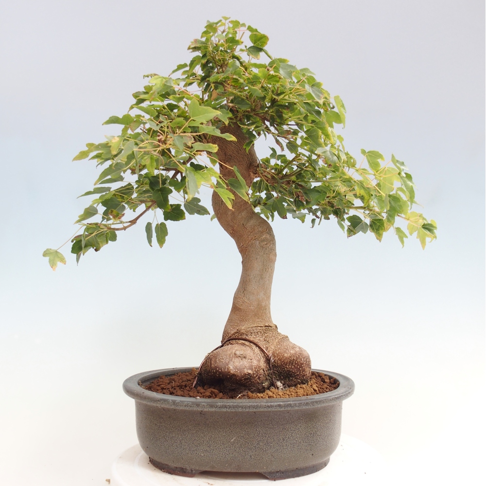 Bonsai voor buiten - Acer Buergerianum - Burgeresdoorn