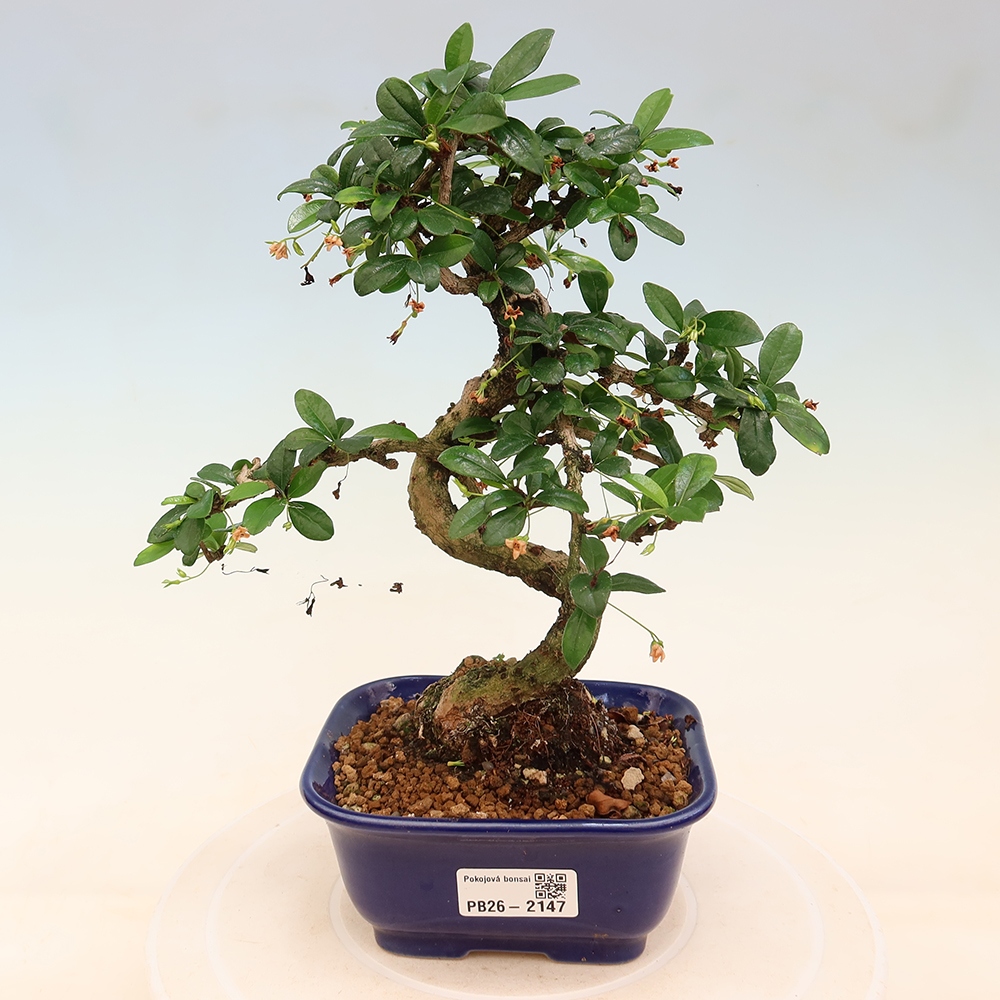 Kamerbonsai - Carmona macrophylla - Thee fuki