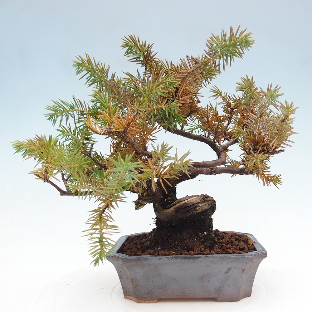Bonsai voor buiten - Juniperus rigida - Juniperus rigida