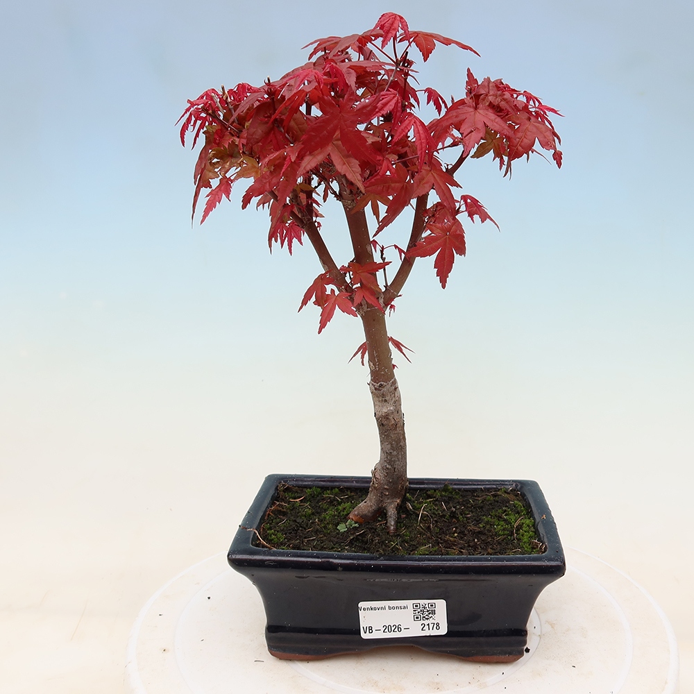 Bonsai voor buiten - Acer palmatum DESHOJO